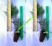 cypress-lawson-stardust-20-cm-multiplata-hnojivo[1].jpg